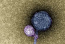 “Viral Bombshell Unveiled: Scientists Capture Never-Before-Seen Virus-on-Virus Action – A Game-Changer in Microbial Evolution!”