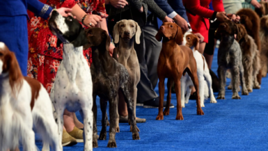 “Unleash the Cuteness: How to Livestream the Adorable Furry Extravaganza of the National Dog Show 2023 – Cord-Cutters’ Ultimate Guide!” “Unleash the Cuteness: How to Livestream the Adorable Furry Extravaganza of the National Dog Show 2023 – Cord-Cutters’ Ultimate Guide!”