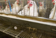 “Breaking: Devastating Avian Flu Outbreaks Hit Millions of Birds!