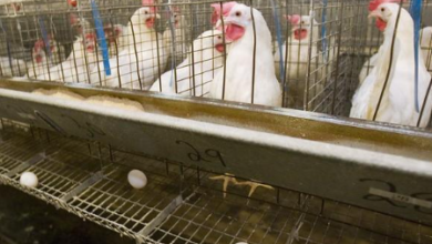 “Breaking: Devastating Avian Flu Outbreaks Hit Millions of Birds!