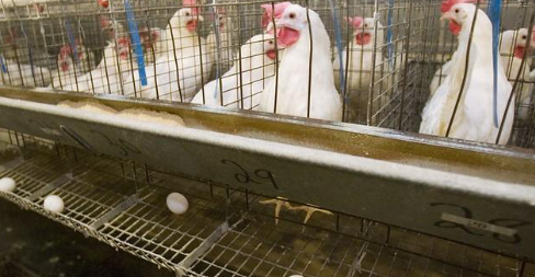 “Breaking: Devastating Avian Flu Outbreaks Hit Millions of Birds! “Breaking: Devastating Avian Flu Outbreaks Hit Millions of Birds!