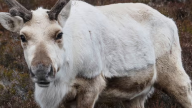 “Shocking Revelation: Rudolph’s Red Nose Unnecessary! Reindeer’s Secret Night Vision Superpower Exposed “Shocking Revelation: Rudolph’s Red Nose Unnecessary! Reindeer’s Secret Night Vision Superpower Exposed