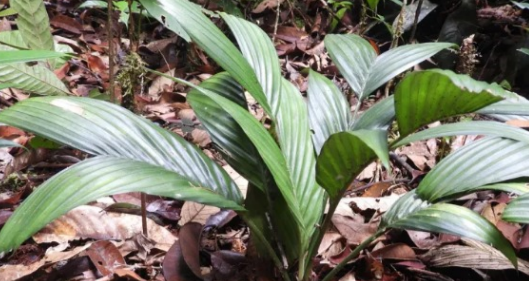 This unique palm is the first of its kind, producing flowers and fruits exclusively underground.