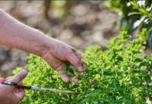 The Benefits and Uses of Oregano: A Flavorful Herb with Potential Health Advantages
