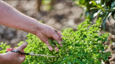 The Benefits and Uses of Oregano: A Flavorful Herb with Potential Health Advantages