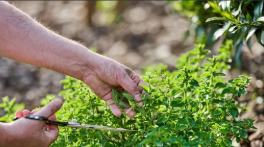 The Benefits and Uses of Oregano: A Flavorful Herb with Potential Health Advantages