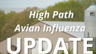 Highly Pathogenic H5N1 Avian Influenza Detected in Maryland Backyard Flock: Biosecurity Measures Urged