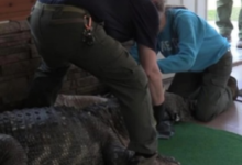 “Florida Authorities Seize Illegal Alligator Kept in Residential Pool”