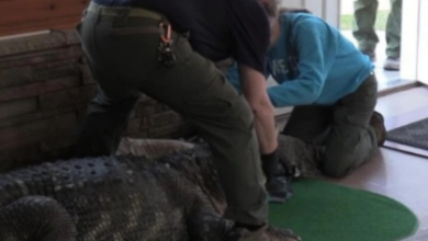 “Florida Authorities Seize Illegal Alligator Kept in Residential Pool” “Florida Authorities Seize Illegal Alligator Kept in Residential Pool”