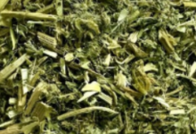 “Unlocking the Healing Potential: Cnicin from Blessed Thistle Spurs Nerve Regeneration”