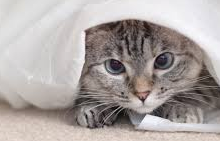 Meet nala cat: the instagram star with a ton of fo – tymoff